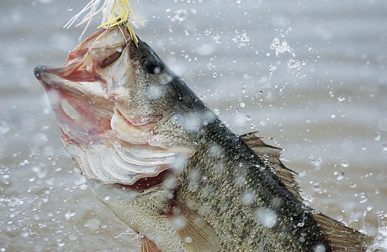 Elite Nutritional Products